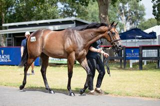 Westbury Stud sold the highlight yearling in a Reliable Man colt (Lot 872).